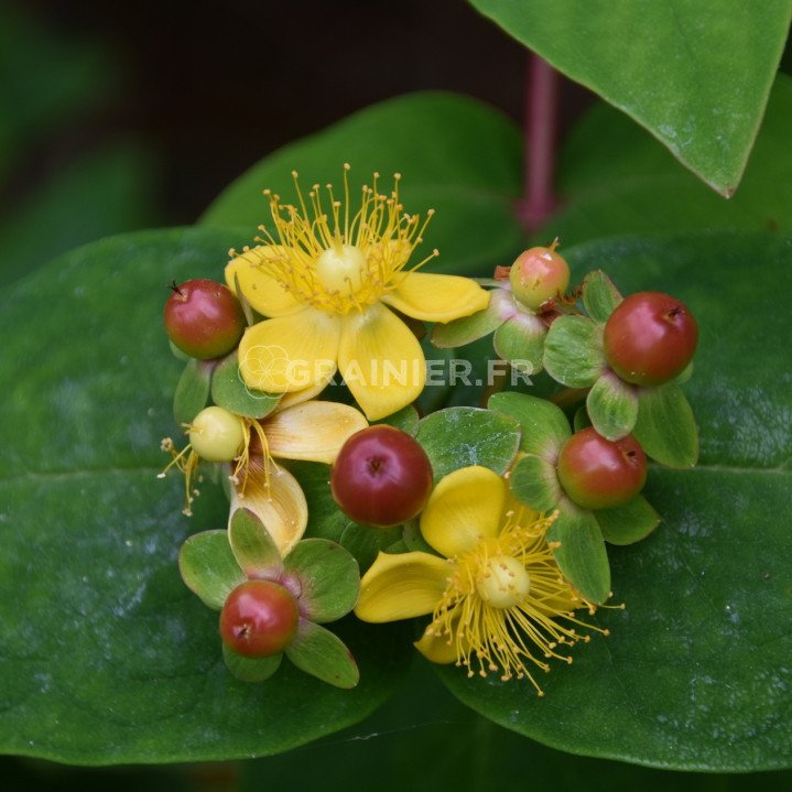 Millepertuis Androsème, Androsème Officinal, Hypericum Androsaemum image
